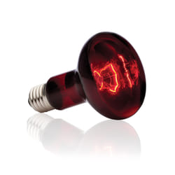 Exo Terra PT2144 lampe chauffante pour reptile 100 W 1 pièce(s)