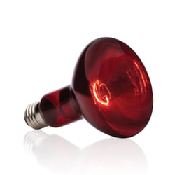 Exo Terra PT2146 lampe chauffante pour reptile 150 W 1 pièce(s)