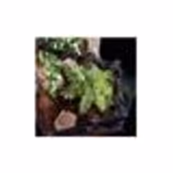 EXO TERRA Terrarium forêt pluviale équipé S - Pour reptile ou amphibien