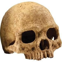 Kit de décoration crâne primate Exo Terra