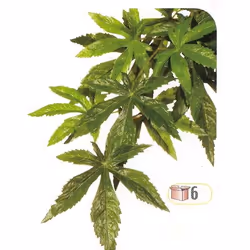 Plante Abutilon 20x80cm - Exo Terra