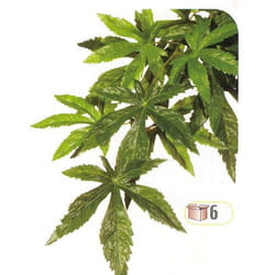 Plante Abutilon 20x80cm - Exo Terra