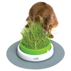 CAT IT SENSE Jardin d'Herbe à Chat Senses 2.0