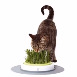 CAT IT Jardin dherbe a chat