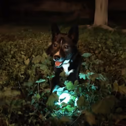 Chuckit! 32314 jouet pour chiens et chats - Vue supplémentaire 4