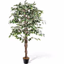 Description générale Le faux ficus offre une apparence réaliste avec ses 1008 feuilles verdoyantes aux bords blancs. Son tron ...