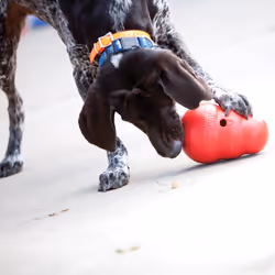 KONG 99754 jouet pour chiens et chats