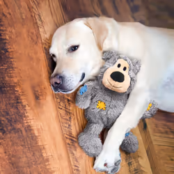 KONG NKRXE jouet pour chiens et chats