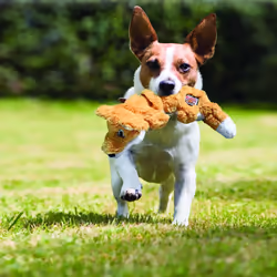 KONG 35585454382 jouet pour chiens et chats