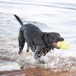 Balle pour chien football Kong Air Squeakair