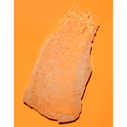 Tree Hut Tropical Mango Gommage corporel 510 g - Vue supplémentaire 6