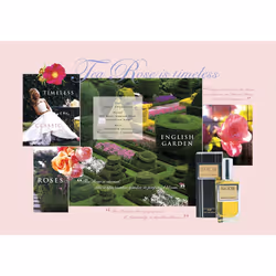 Perfumer's Workshop Tea Rose 120ml Femmes
