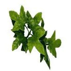 Accessoire de terrarium plante Zoomed Congo Ivy
