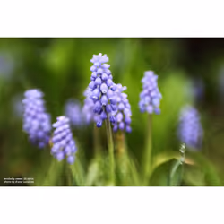 Lensbaby Sweet 50 Optic SLR Noir