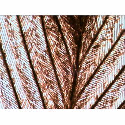 Levenhuk N10 NG Verre Lame de microscope