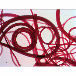 Levenhuk N10 NG Verre Lame de microscope