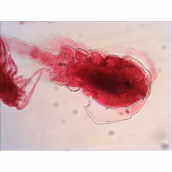 Levenhuk N38 NG Verre Lame de microscope