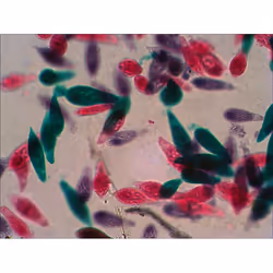 Levenhuk N38 NG Verre Lame de microscope