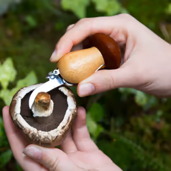 Kikkerland CD146 couteau de poche Couteau à champignon Marron, Argent, Bois