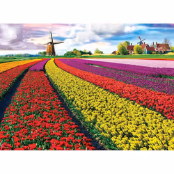 Puzzle 1000 pièces : Champ de tulipes