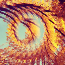 ImportCDs Forest Bathing Vinyl Musique du monde