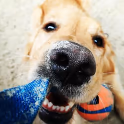 Chuckit! 231301 jouet pour chiens et chats