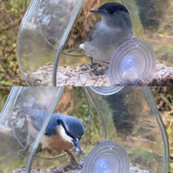 Wildlife Community DEWWFV2 mangeoire pour oiseau Transparent Support
