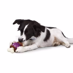 Jouet interactif pour chien PetSafe Bouncy Bone