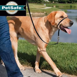Licol pour chien PetSafe Easy Walk