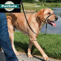 Licol pour chien PetSafe Easy Walk