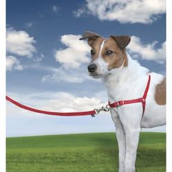 Harnais pour chien PetSafe Easy Walk