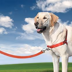 Harnais pour chien PetSafe Easy Walk