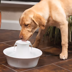 PetSafe AVALON-EU-45 gamelle et abreuvoir pour chiens et chats Vitrocéramique Blanc Universel Fontaine à eau automatique pour animaux de compagnie