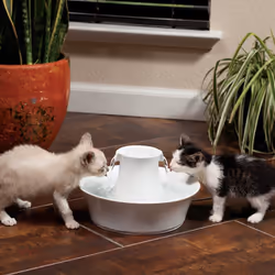 PetSafe AVALON-EU-45 gamelle et abreuvoir pour chiens et chats Vitrocéramique Blanc Universel Fontaine à eau automatique pour animaux de compagnie