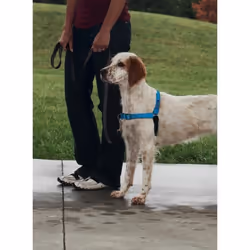 EASY WALK Harnais Deluxe M - Bleu Ocean - Pour chien