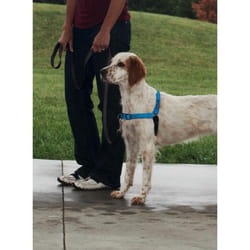 EASY WALK Harnais Deluxe M - Bleu Ocean - Pour chien