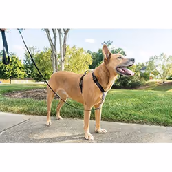 Harnais 3 en 1 pour chien PetSafe EasyWalk