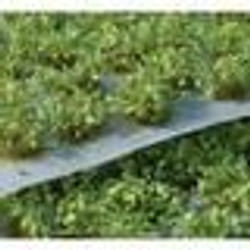 GamersGrass Green Shrub Wild pièce pour modèle à l'échelle et accessoires
