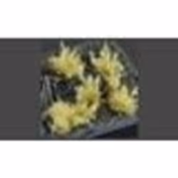 GamersGrass Spikey Beige Wild, Garçon/Fille