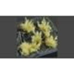 GamersGrass Spikey Beige Wild pièce pour modèle à l'échelle et accessoires
