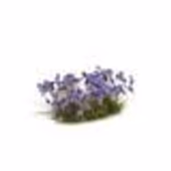 GamersGrass Violet Flowers Wild, Garçon/Fille