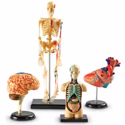 Learning Resources Anatomy Models Set, 8 - 11 an(s)
