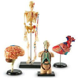Learning Resources Anatomy Models Set outil éducatif