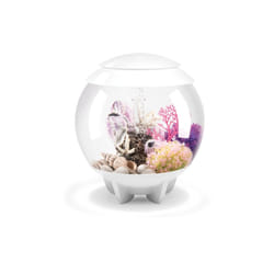 Oase - aquarium décoratif 15l blanc - halo 15 mcr white