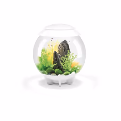 Oase - aquarium décoratif 30l blanc - halo 30 mcr white
