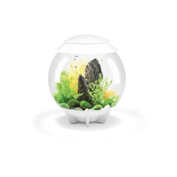 Oase - aquarium décoratif 30l blanc - halo 30 mcr white