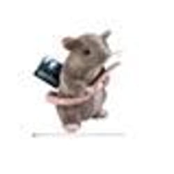 Peluche - NOBLE COLLECTION - Scabbers - 23 cm - Officielle - Gris