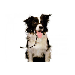 Company of Animals Collier d'entraînement pour chiens Halti Noir Muselière (29-36 cm)