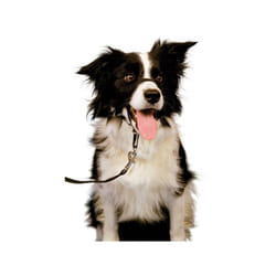 Company of Animals Collier d'entraînement pour chiens Halti Noir Muselière (40-54 cm)