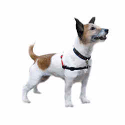 Company of Animals Harnais pour Chien Halti Noir/Rouge Taille S (36-64 cm)